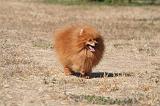 SPITZ ALLEMAND 497